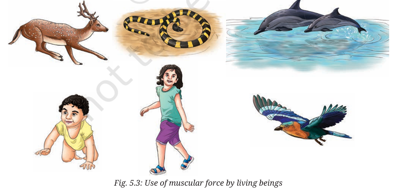  Muscular Force in humans and animals